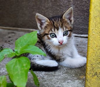 Котенята кошенята чорний кіт безкоштовно Козятин