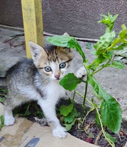 Котенята кошенята чорний кіт безкоштовно Козятин