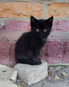 Котенята кошенята чорний кіт безкоштовно Козятин