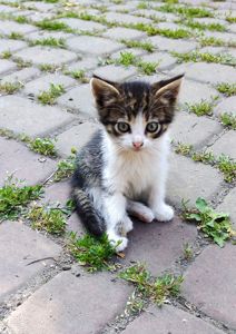 Котенята кошенята чорний кіт безкоштовно Козятин