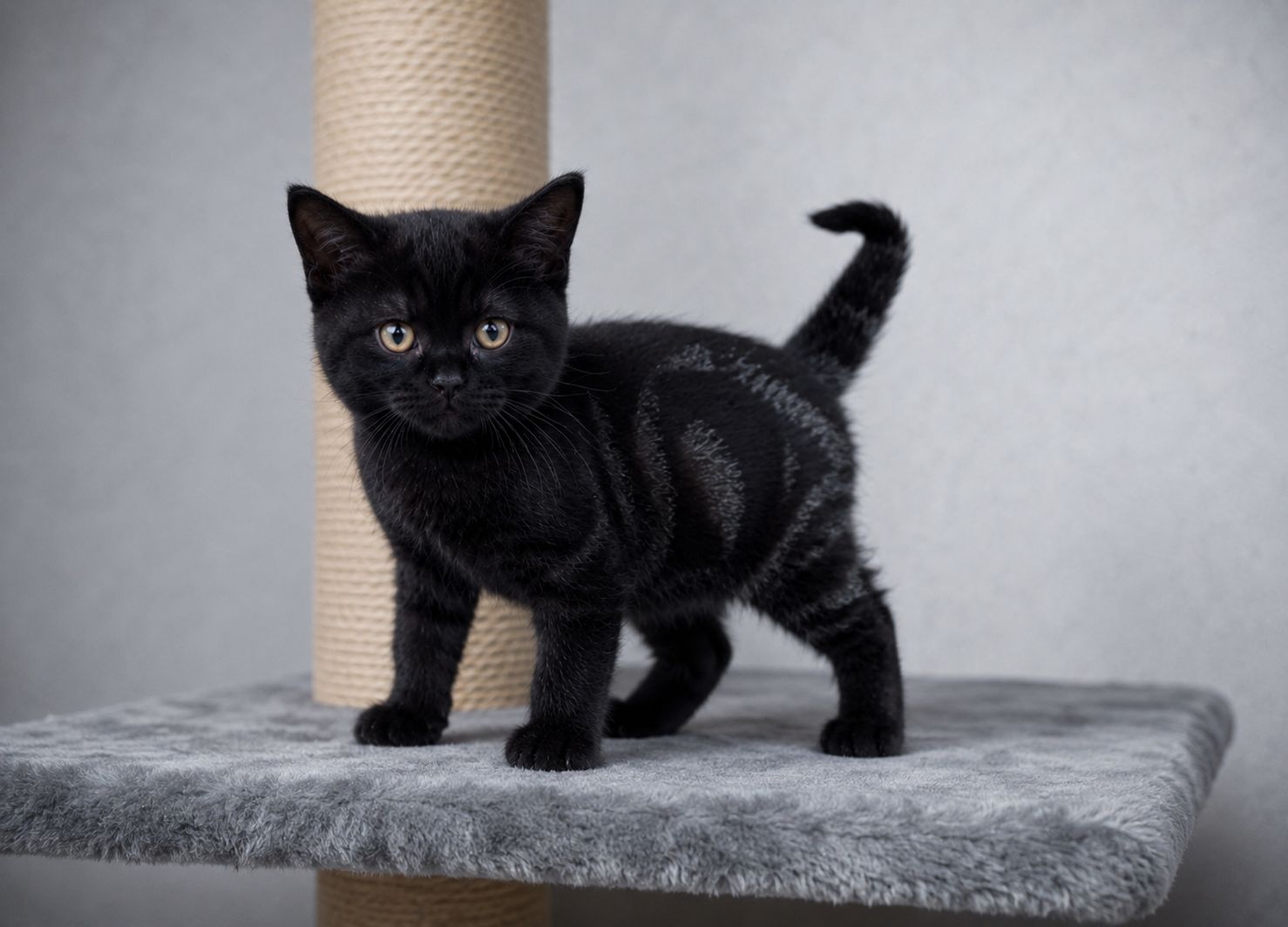 Американська короткошерстна. Хлопчик