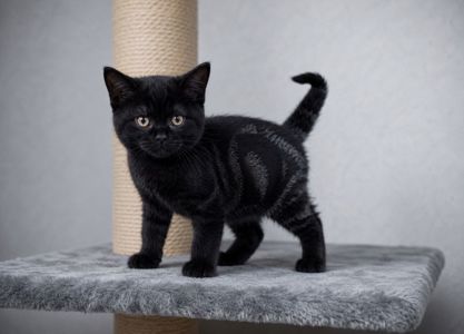 Американська короткошерстна. Хлопчик