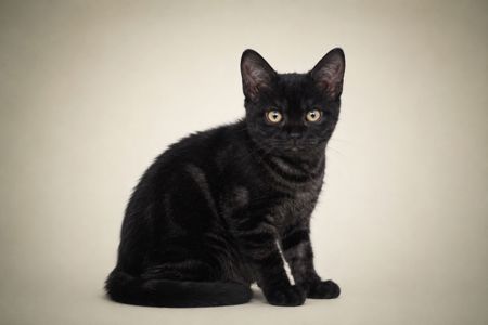 Американська короткошерстна. Хлопчик