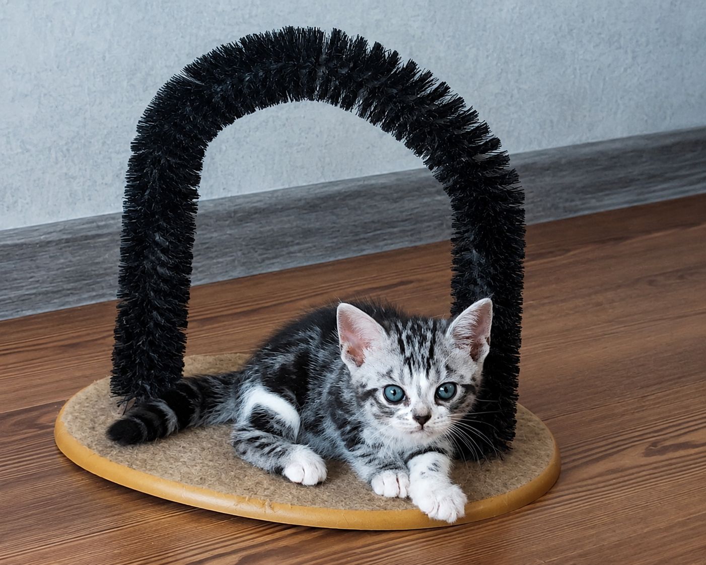 Американська короткошерстна
