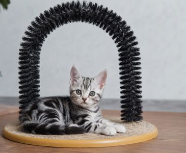 Американська короткошерстна