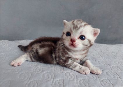 Американська короткошерстна