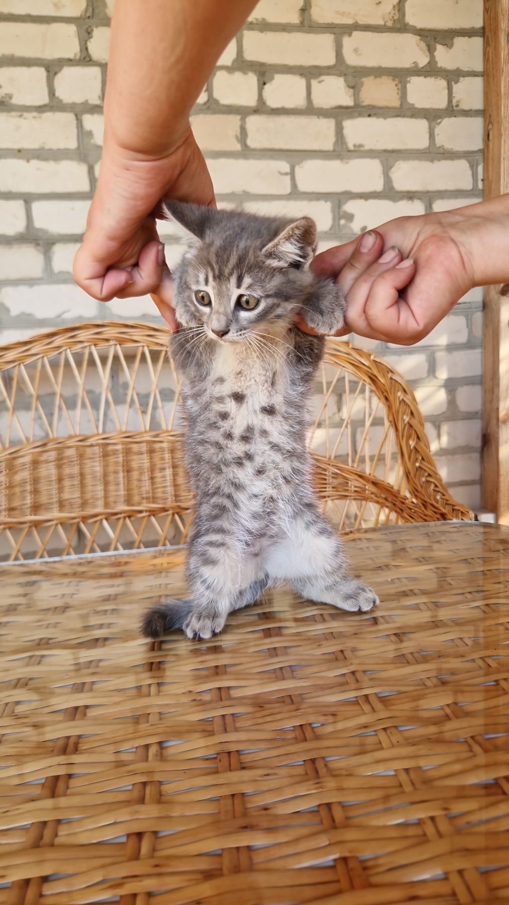 Метис