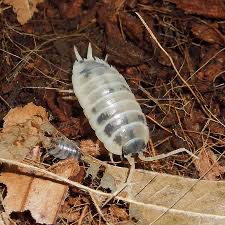 Корівки Porcellio leavis Dairy cow