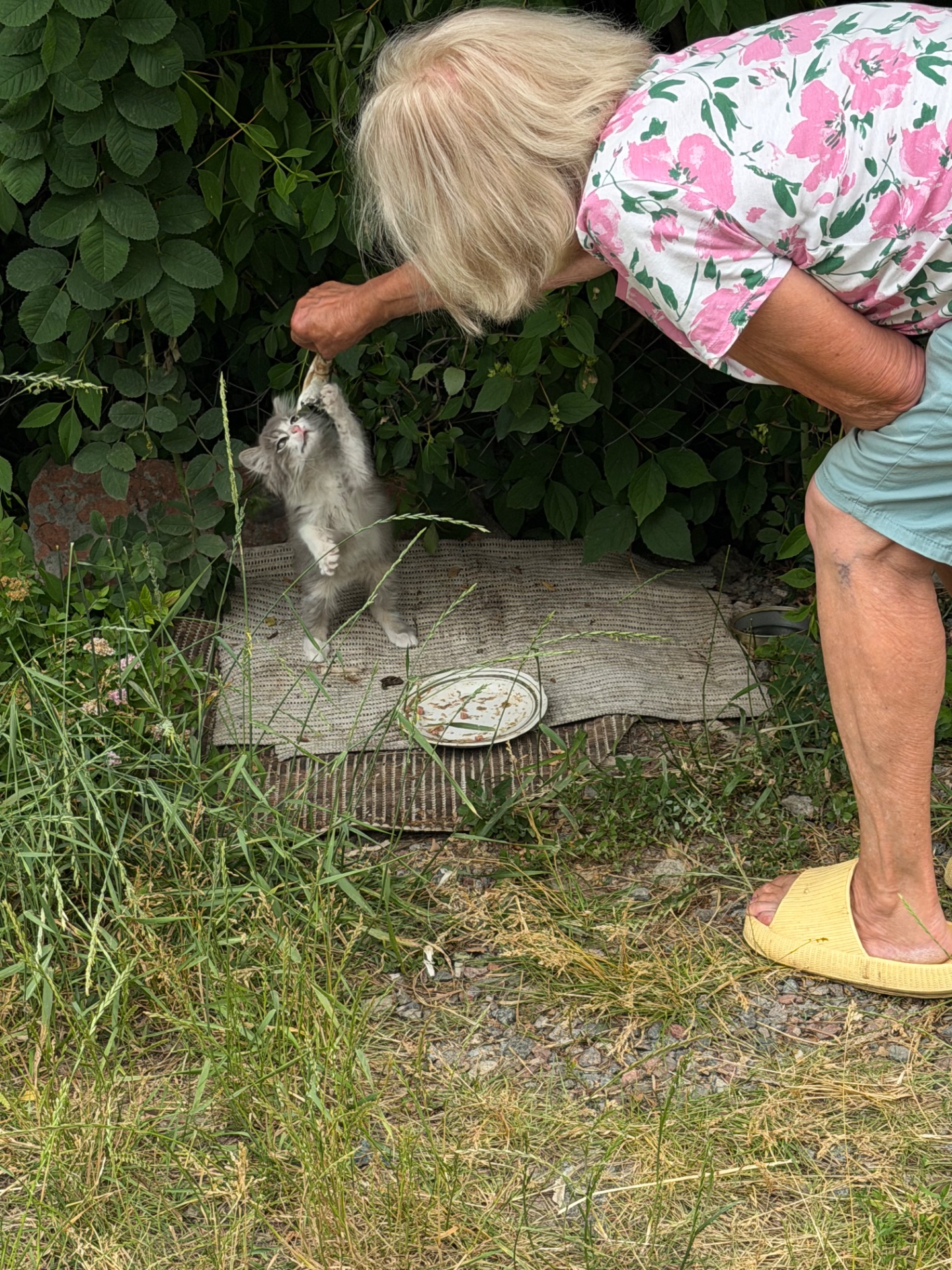 Віддам кошеня БЕЗКОШТОВНО!!!