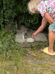 Віддам кошеня БЕЗКОШТОВНО!!!
