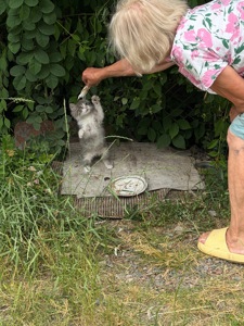 Віддам кошеня БЕЗКОШТОВНО!!!