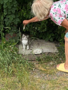 Віддам кошеня БЕЗКОШТОВНО!!!