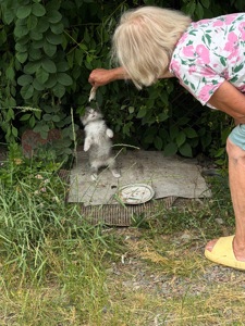 Віддам кошеня БЕЗКОШТОВНО!!!