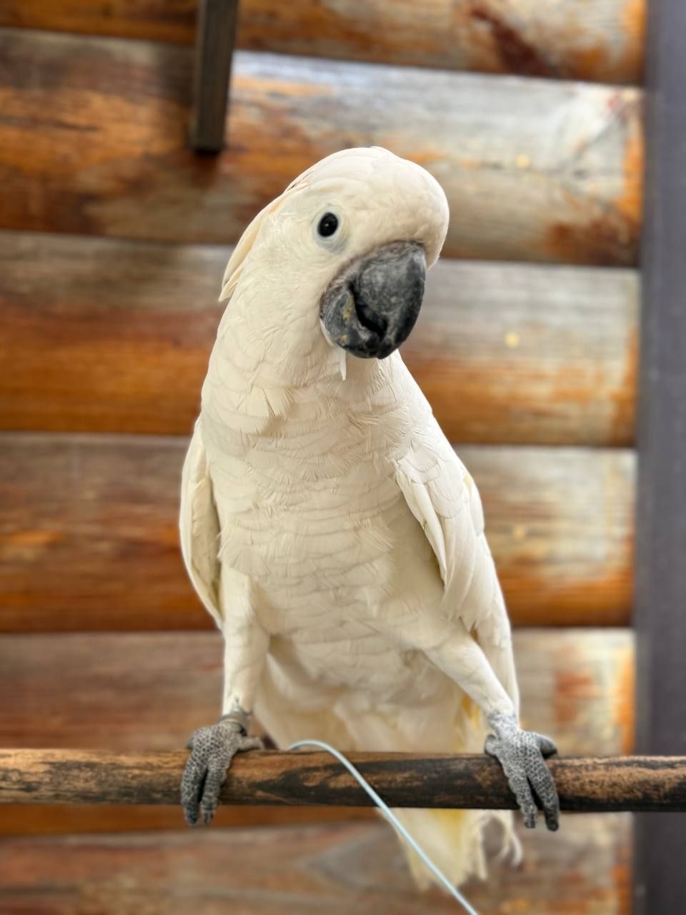 Какаду Інка ручні пташенята молоденькі