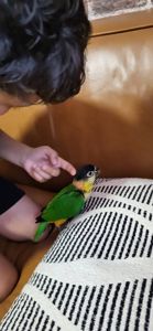Птенцы попугаев каик молодые выкормыши ручные