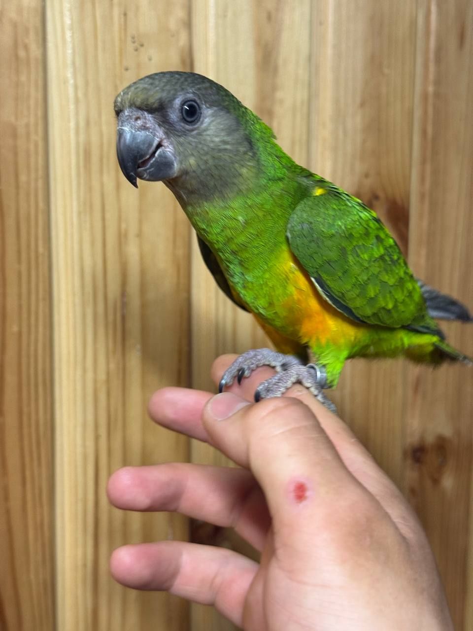 Птенці сенегальского попугая малыши