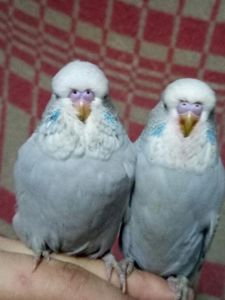 Виставкові папугих Чехи молоді та дрослі для розведення