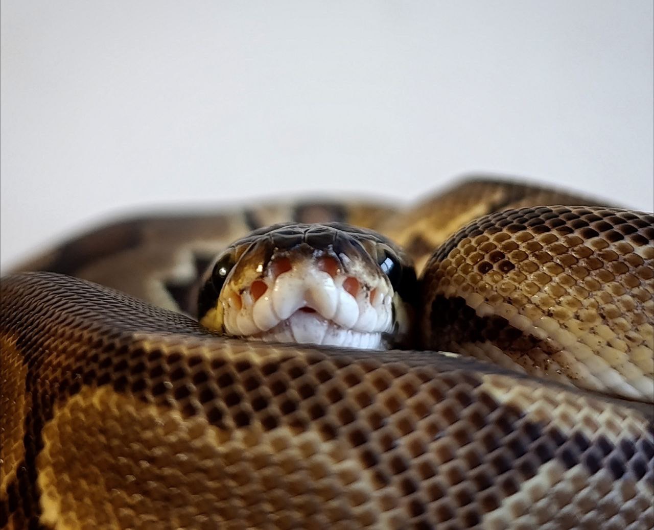 Самець bongo enchi het desert ghost