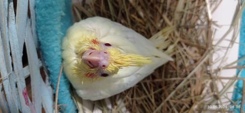Корела пташеня Зефір