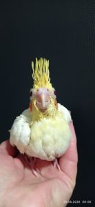 Корела пташеня Зефір