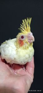 Корела пташеня Зефір