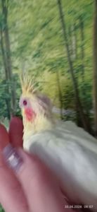 Корела пташеня Зефір