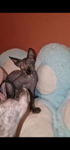 Котята конадский сфинкс, эльф