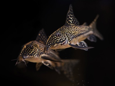 Сомики склеромістакс, Scleromystax barbatus, Otothyropsis piribebuy