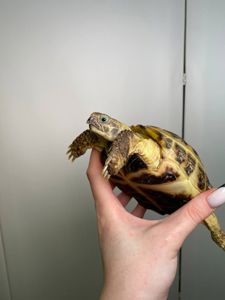 Сухопутна черепашка різних видів, малюки черпахи, домашня черепаха, балканська черепаха ручна