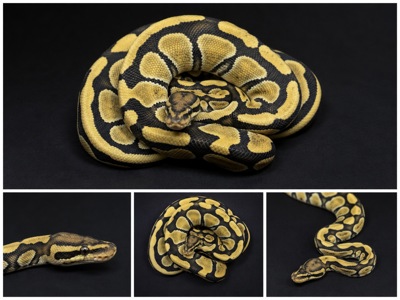 Королівський пітон самка desert ghost