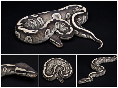 Самка Mojave yellow belly