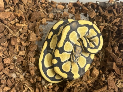 Королівський пітон самка desert ghost