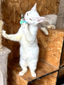 Енап