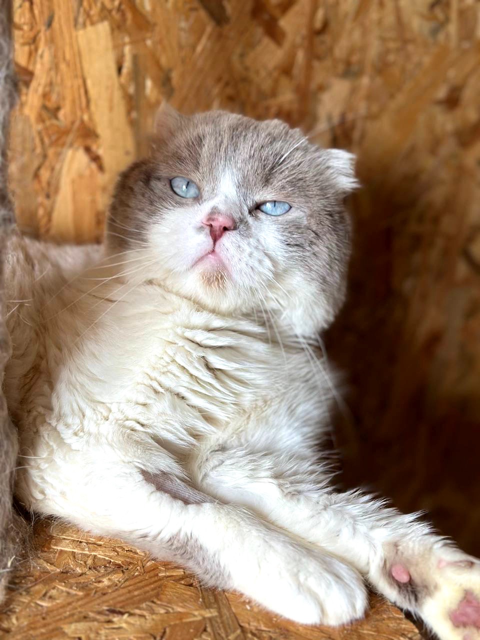 Каузер
