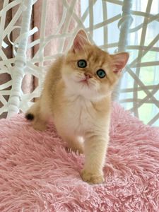 Британська золота шиншилла