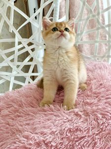 Британська золота шиншилла
