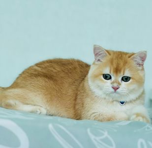 Британська золота шиншилла