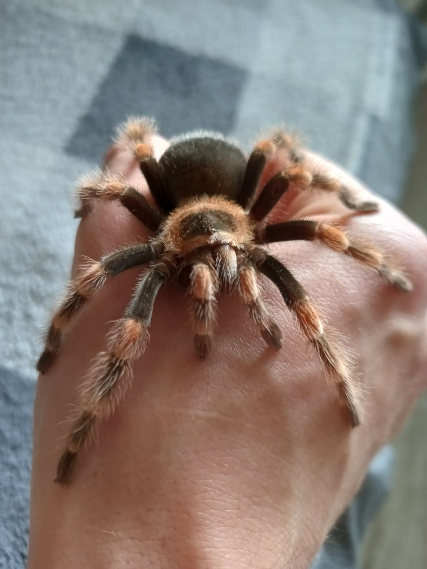 Brachypelma Hamorii