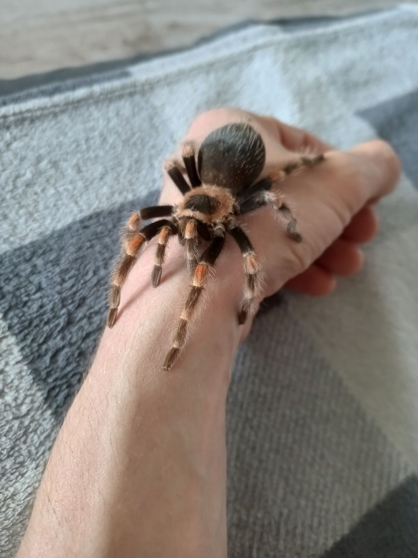 Brachypelma Hamorii
