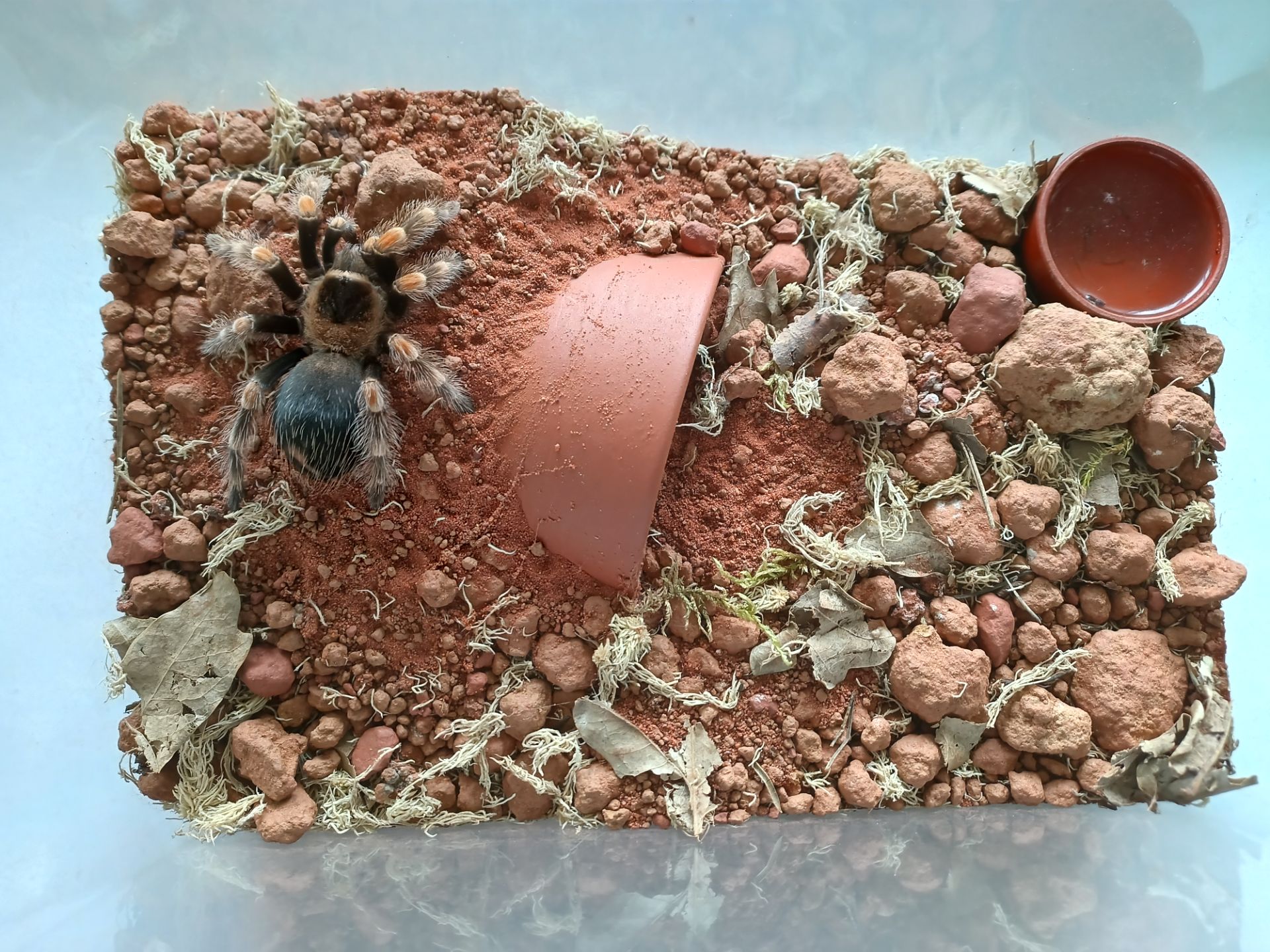 Brachypelma Hamorii