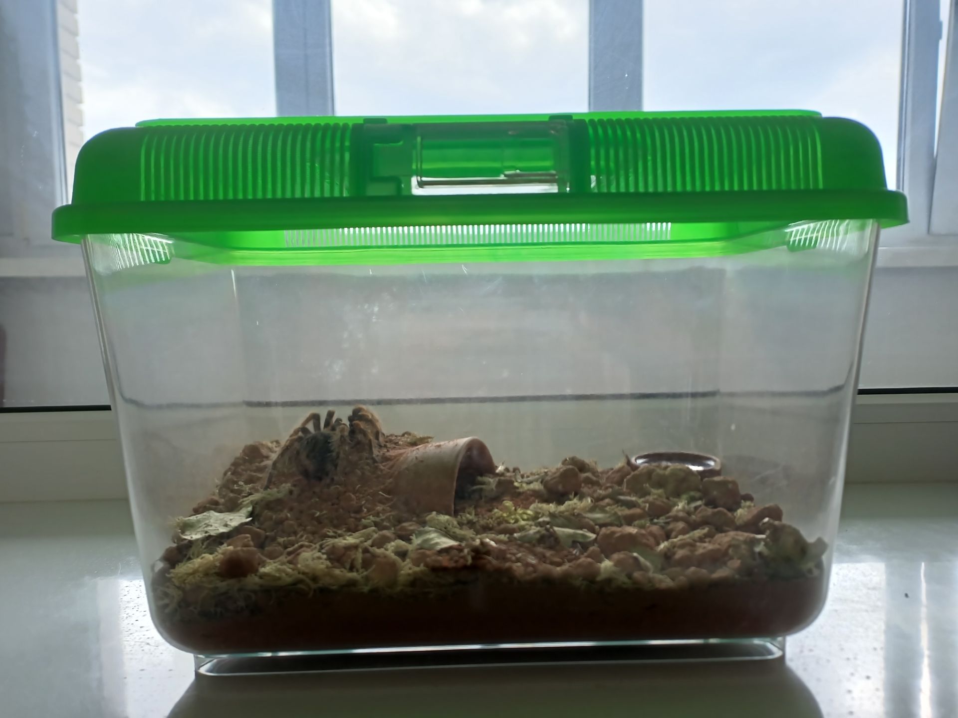 Brachypelma Hamorii