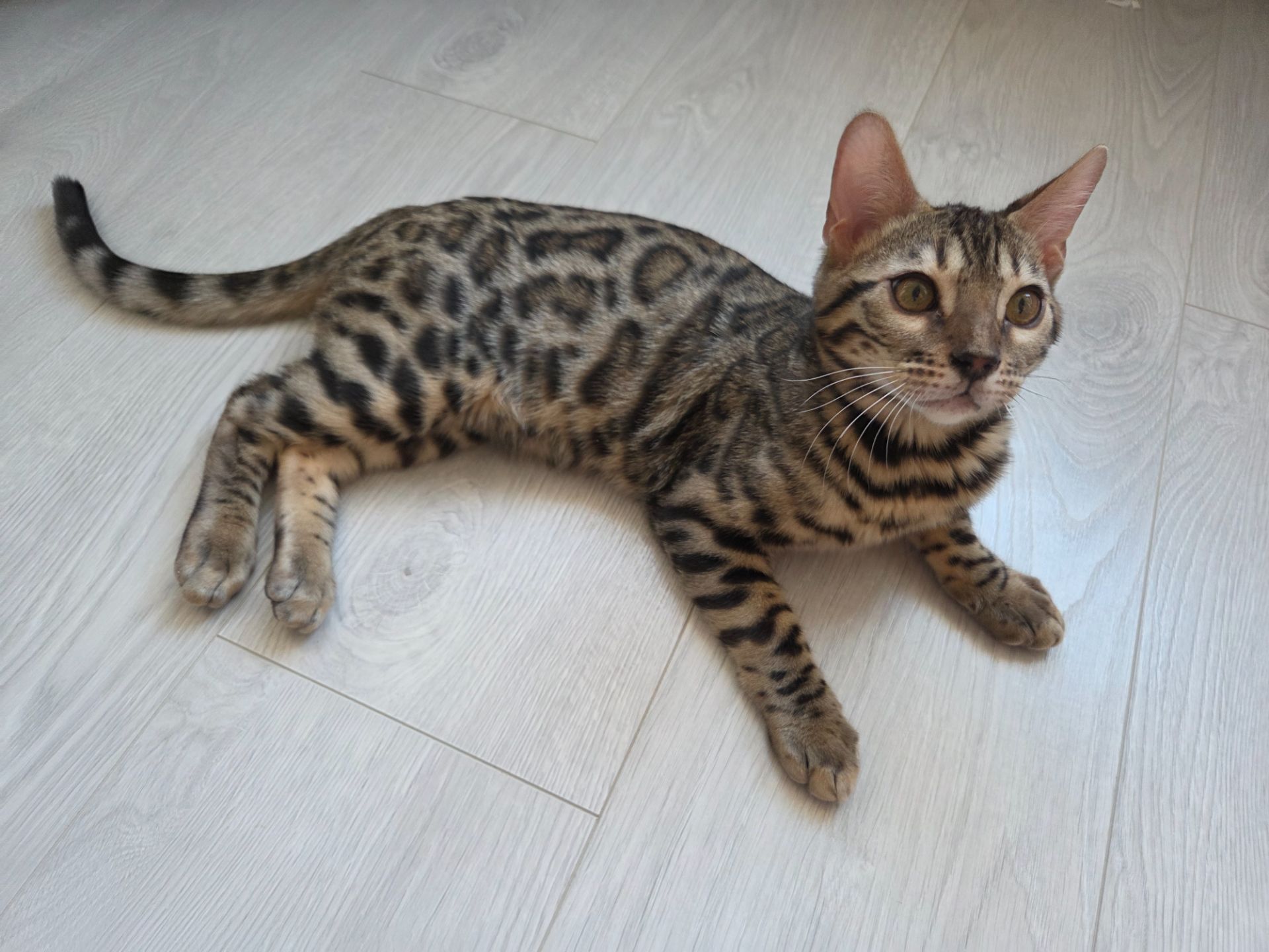 Бенгал хлопчик кошеня