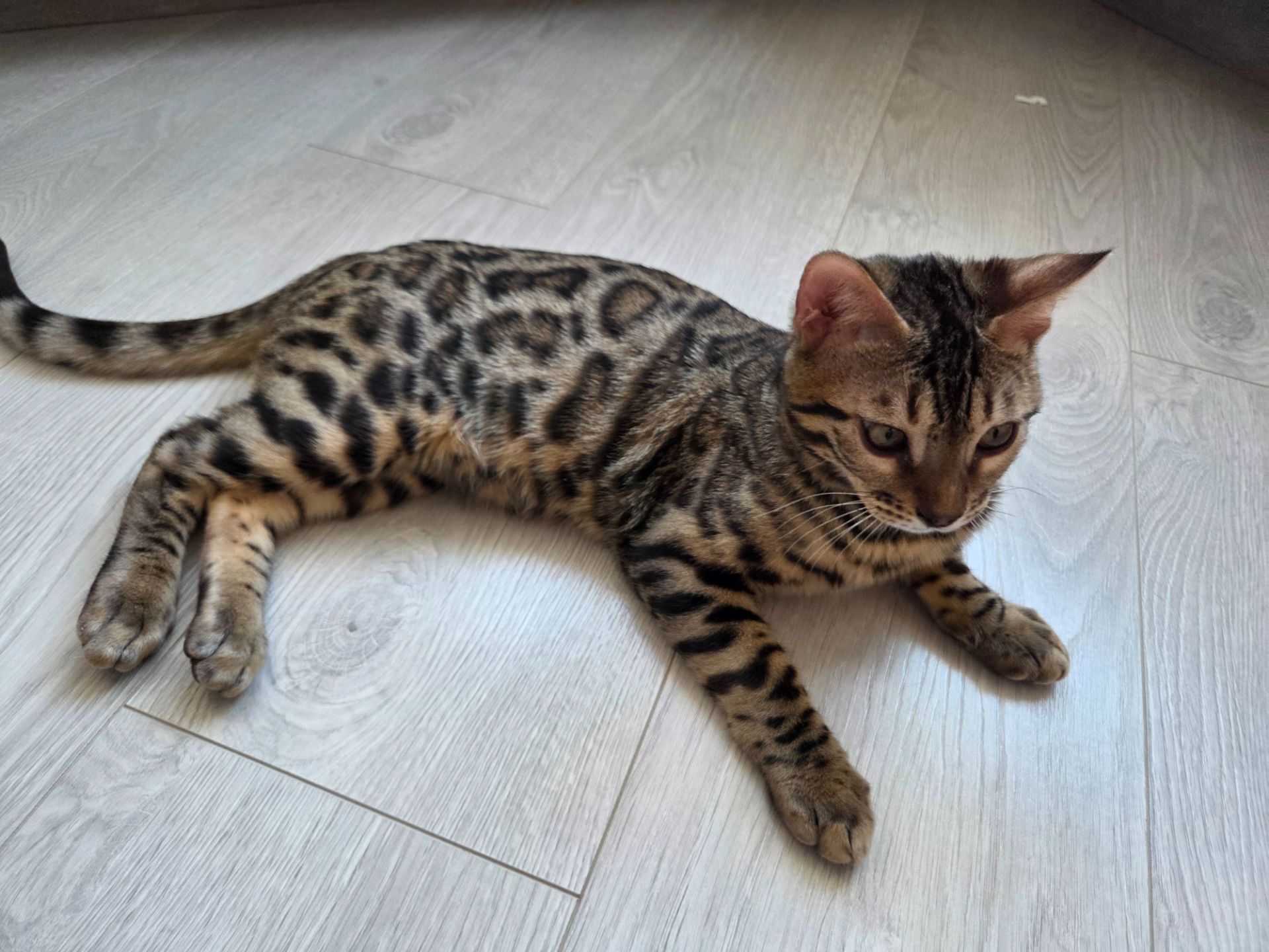 Бенгал хлопчик кошеня