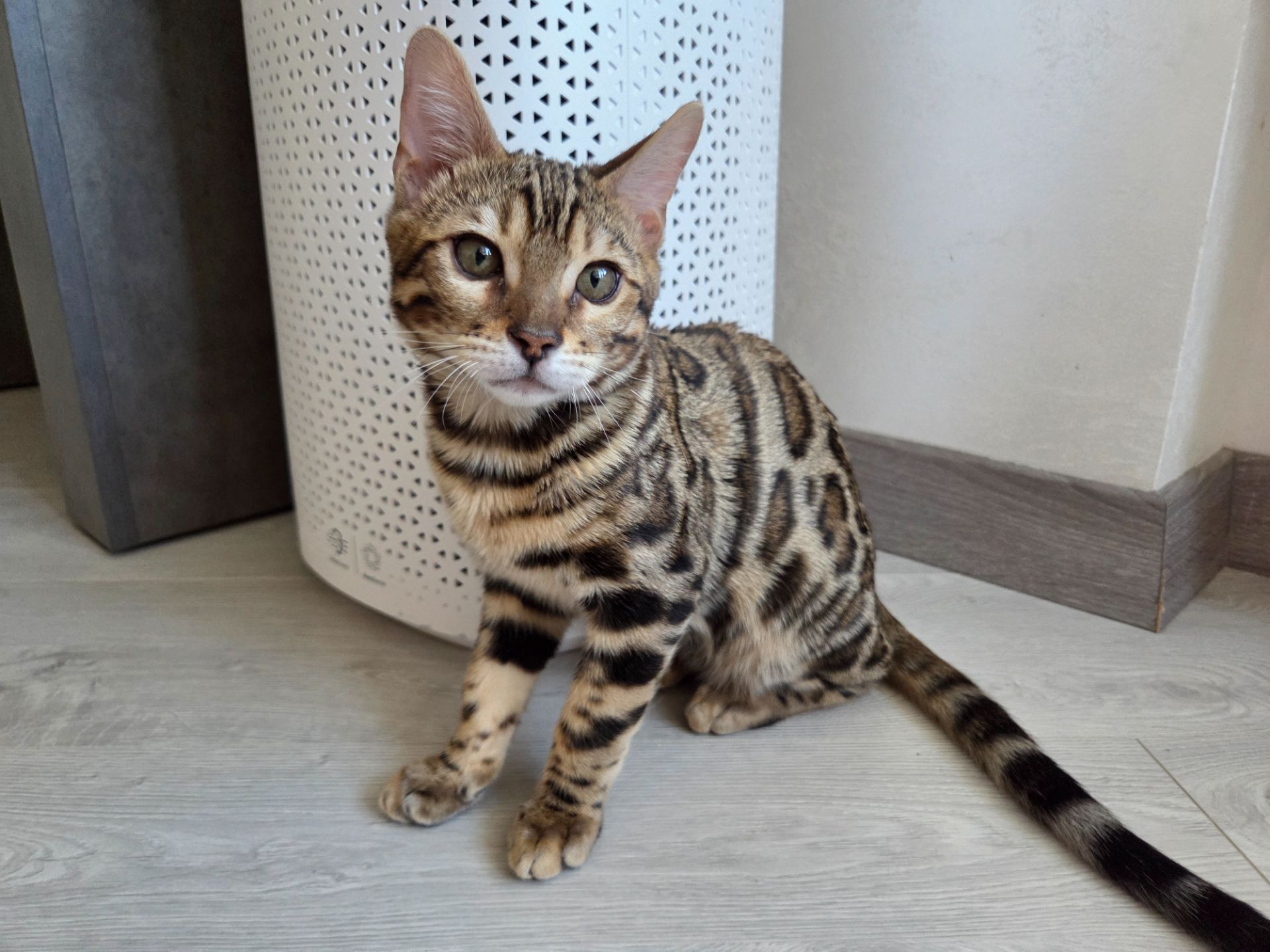 Кошеня бенгальське хлопчик