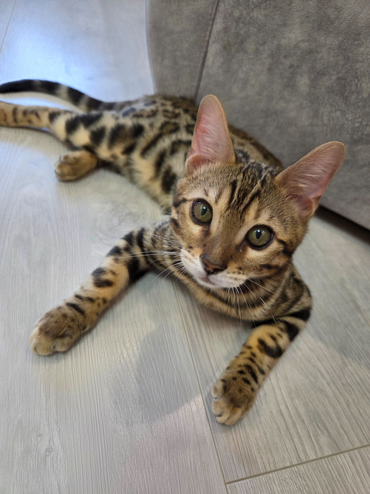 Кошеня бенгальське хлопчик