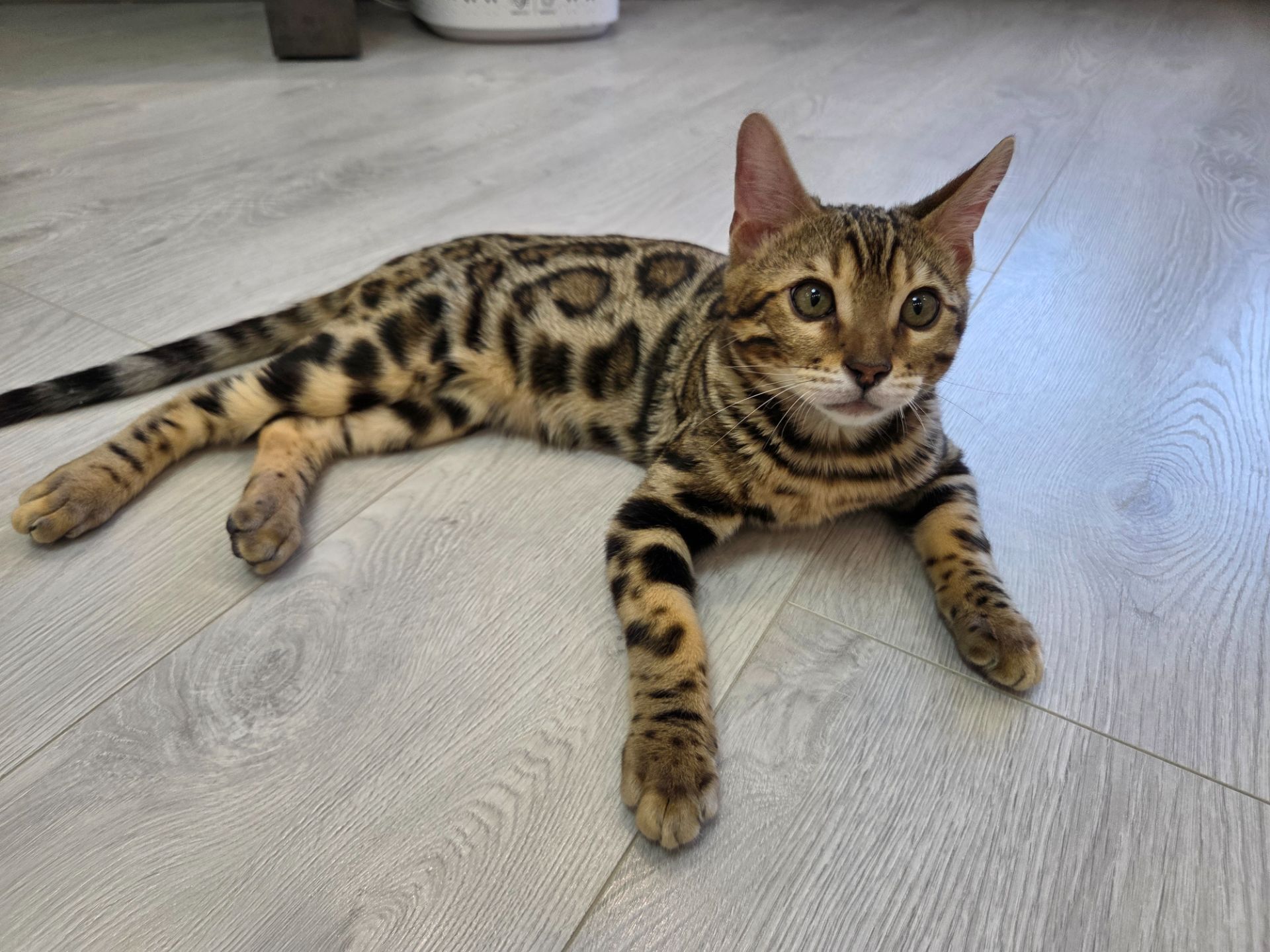 Кошеня бенгальське хлопчик