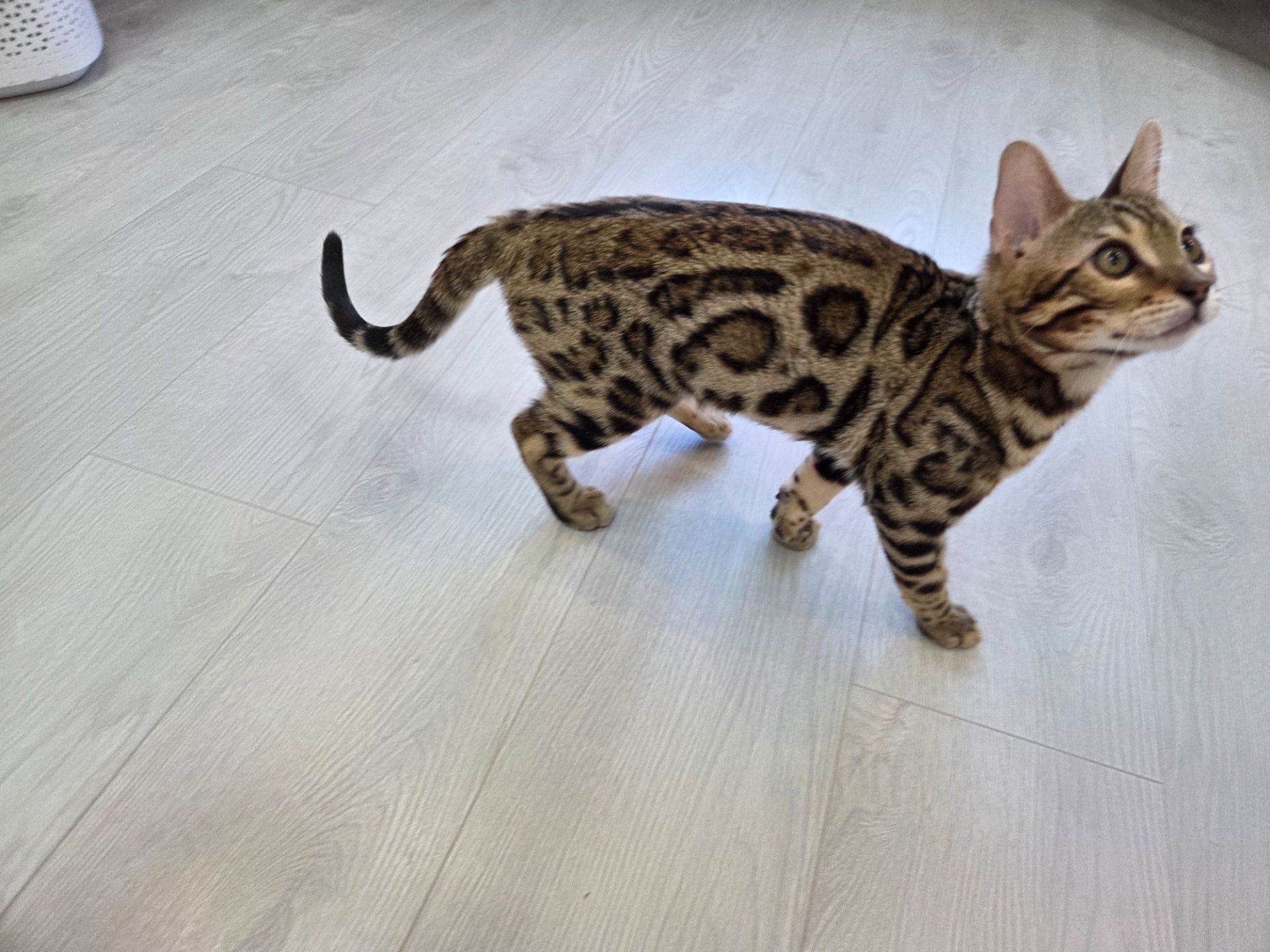 Кошеня бенгальське хлопчик