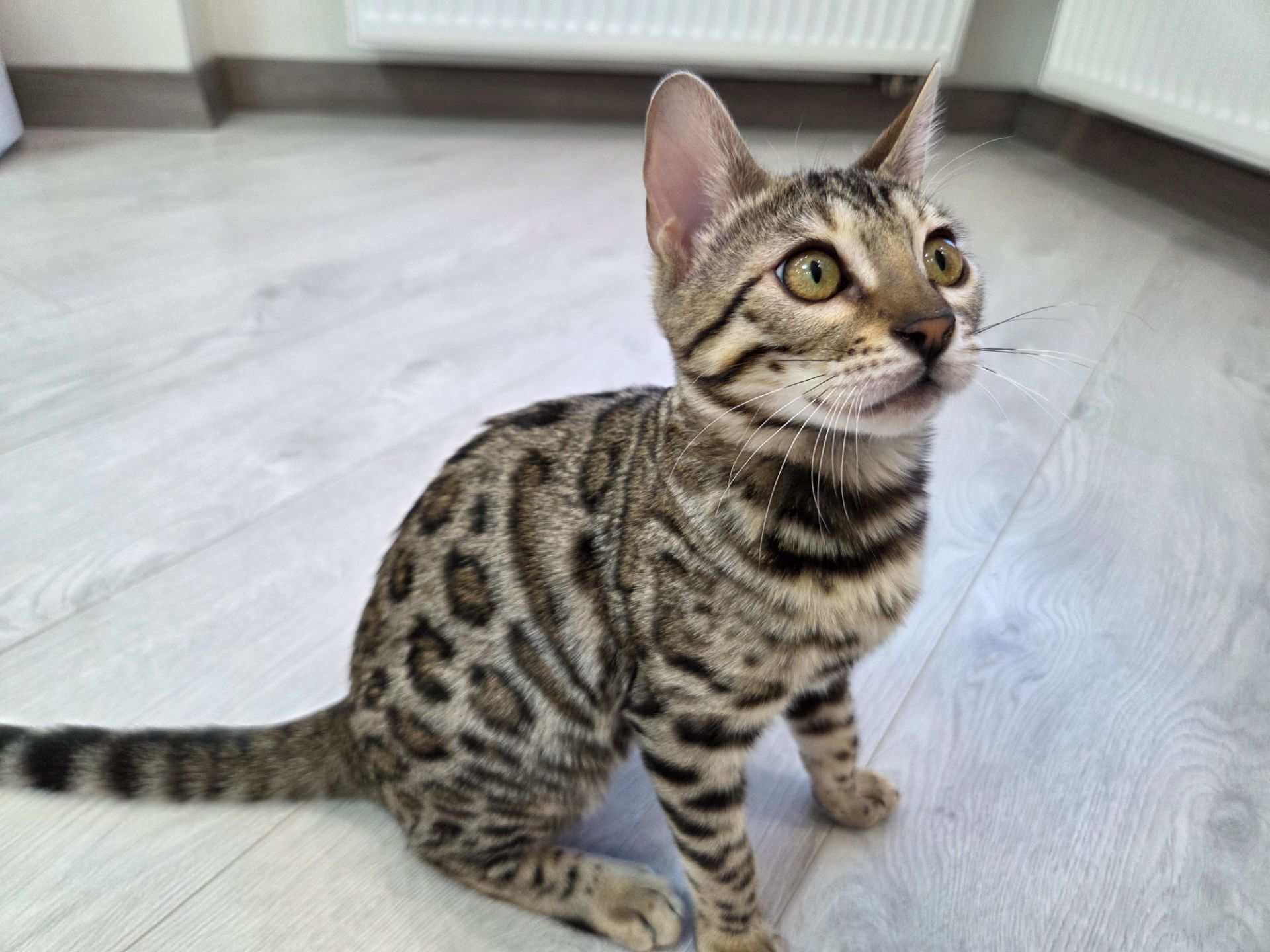 Кошеня бенгал сірий