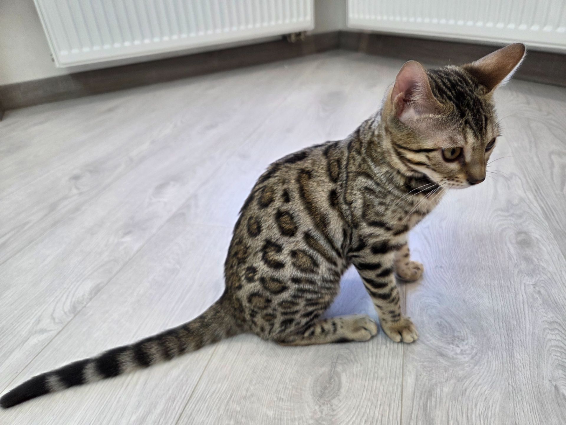 Кошеня бенгал сірий