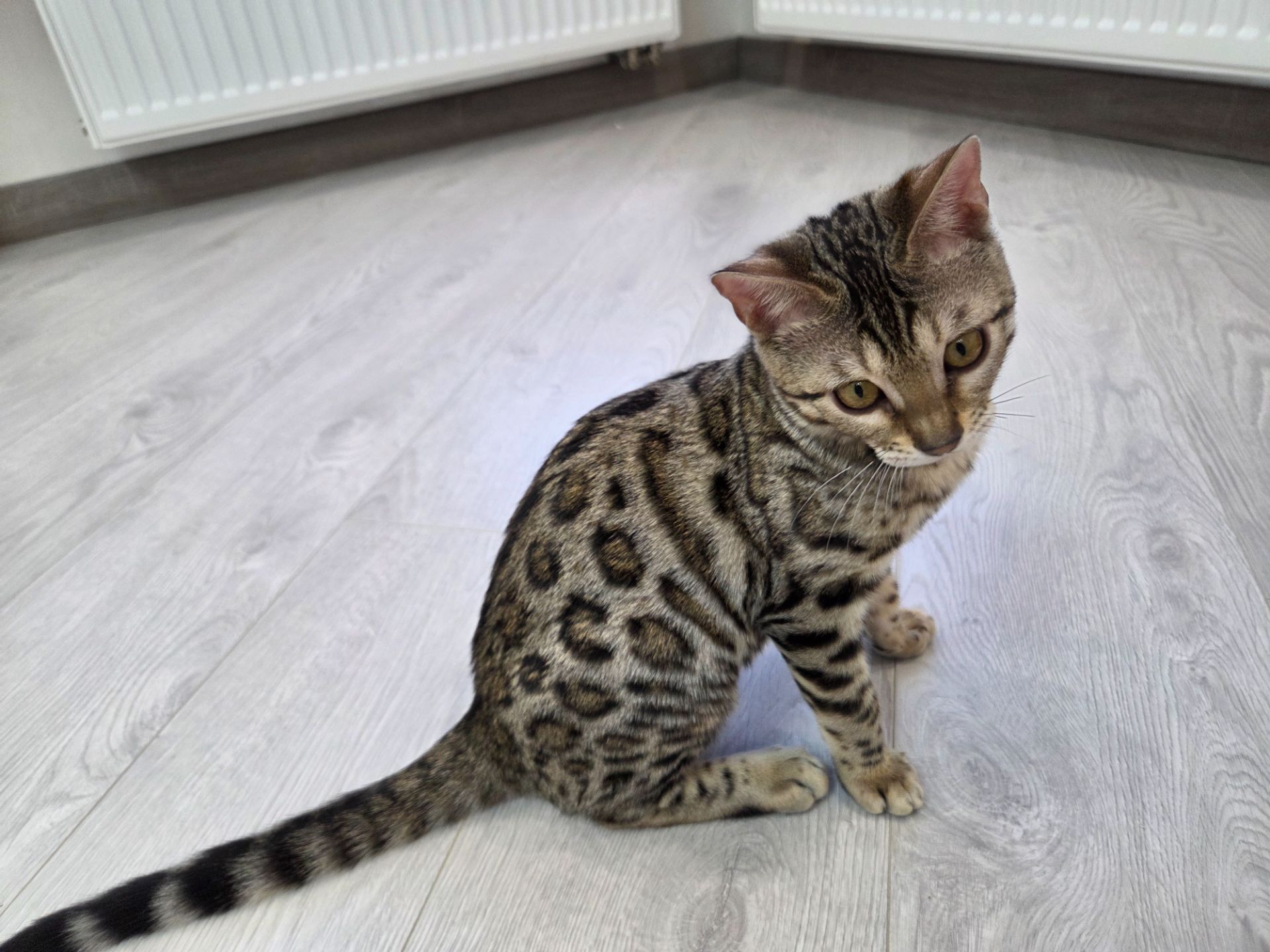 Кошеня бенгал сірий